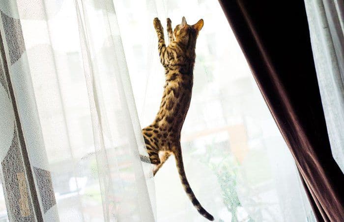 Кошка прыгает на шторы